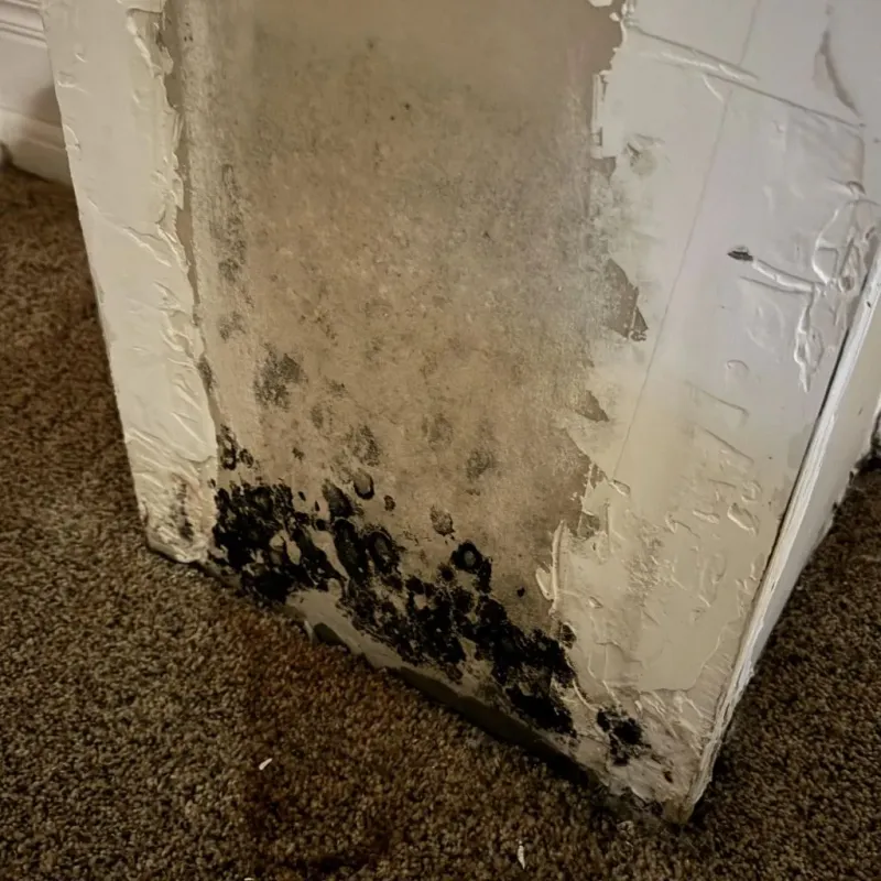 Professional Mold Removal in Salem, UT